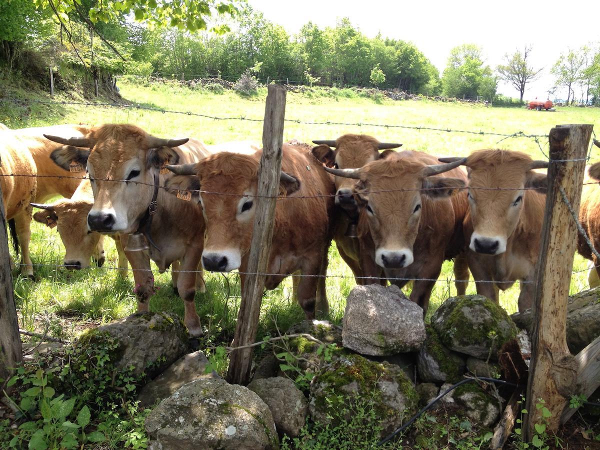 Le Clos De Banes Argences-en-Aubrac ภายนอก รูปภาพ